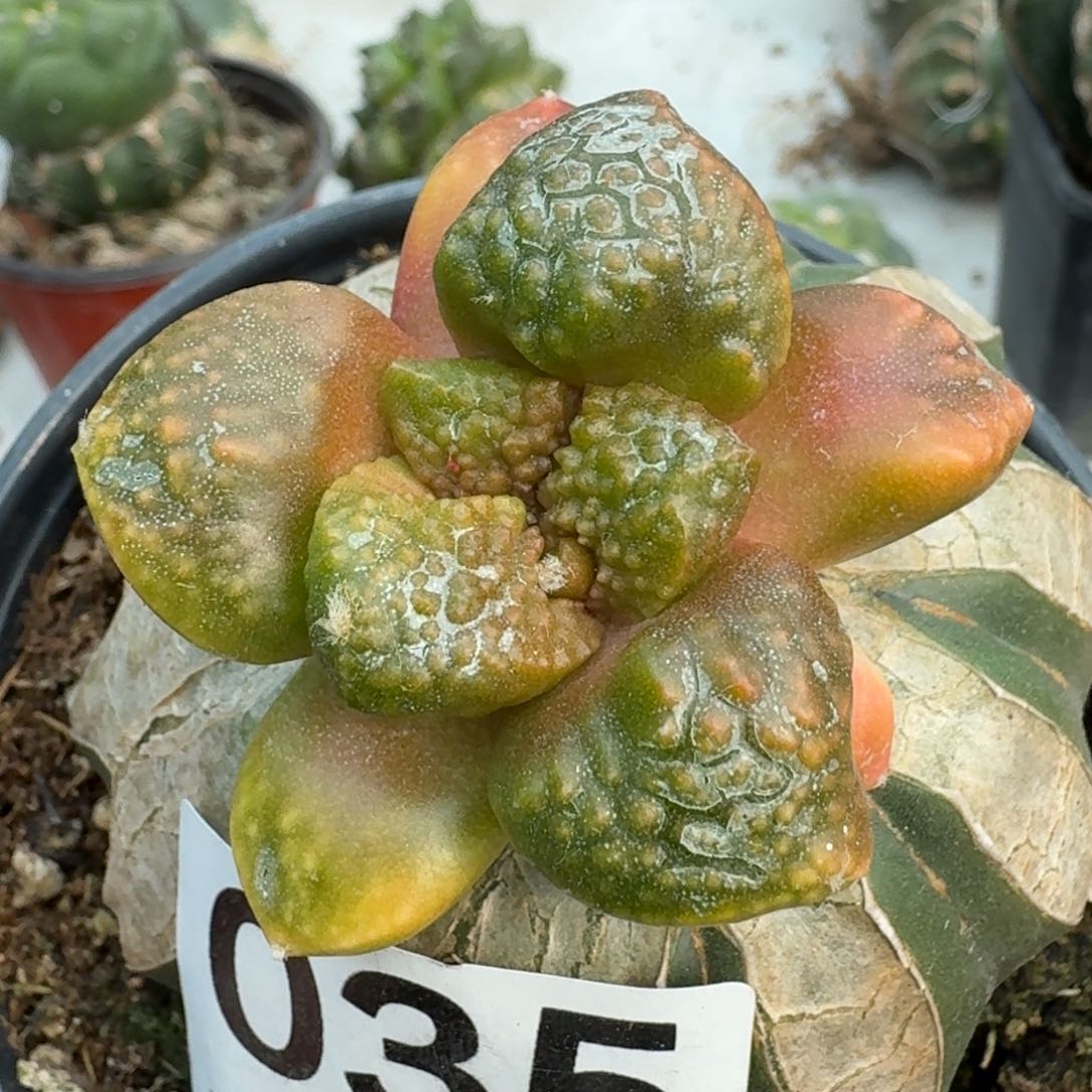 【闪购商品】苗接大尤光面连山锦035