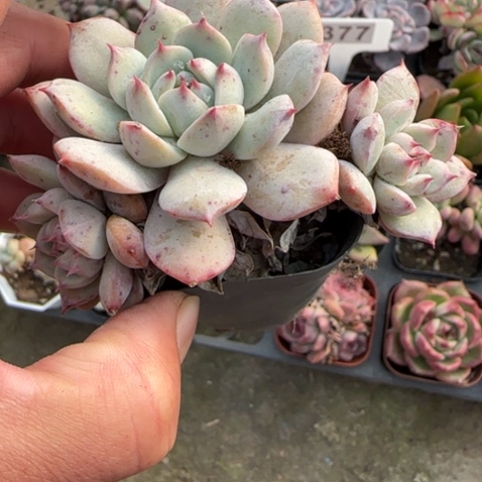 33TP 多肉植物多肉