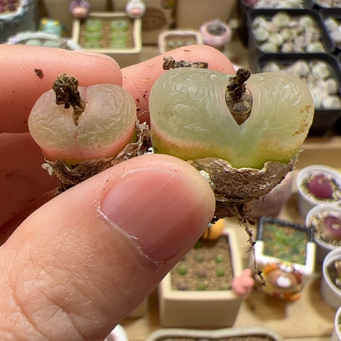 【闪购商品】265 白窗