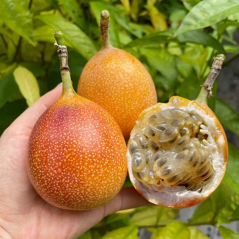 云南西双版纳热情果/新鲜多汁水果1/2/3斤 