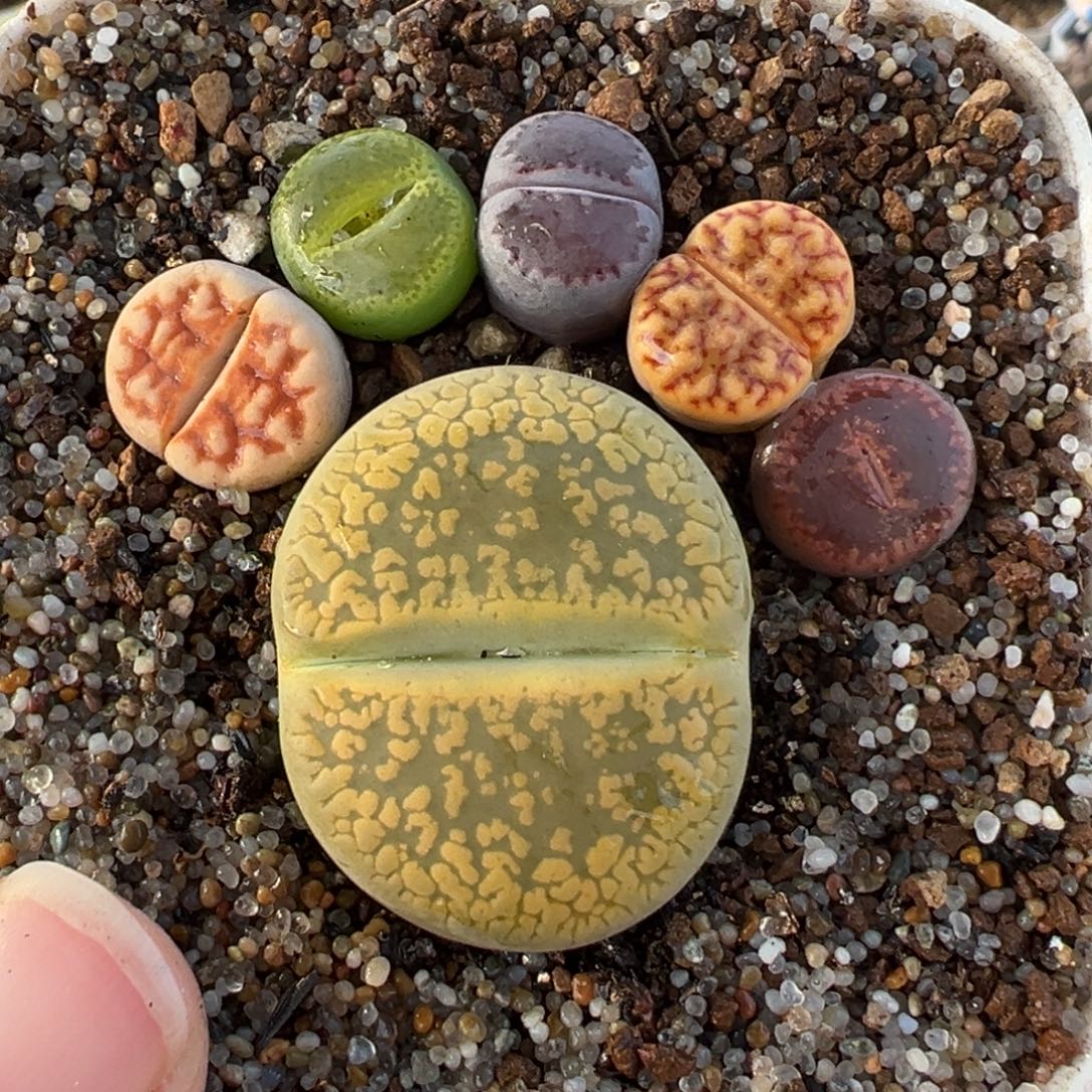 851多肉植物种类多样