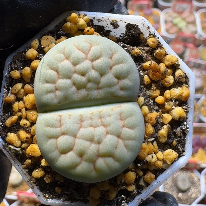 生石花2/：：：。  22号。 3.3左右