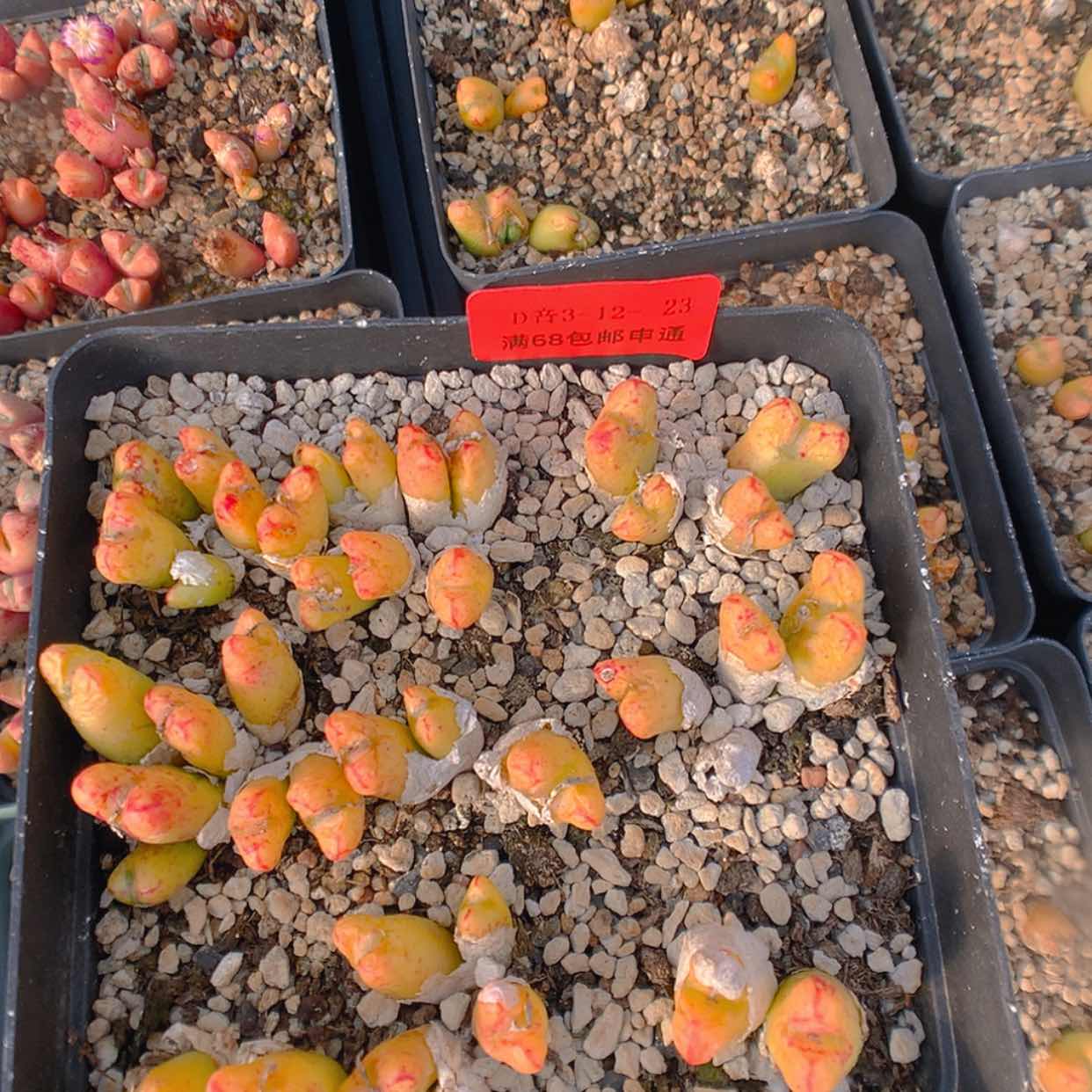 【闪购商品】3-12-23 套粉色小t一盆40