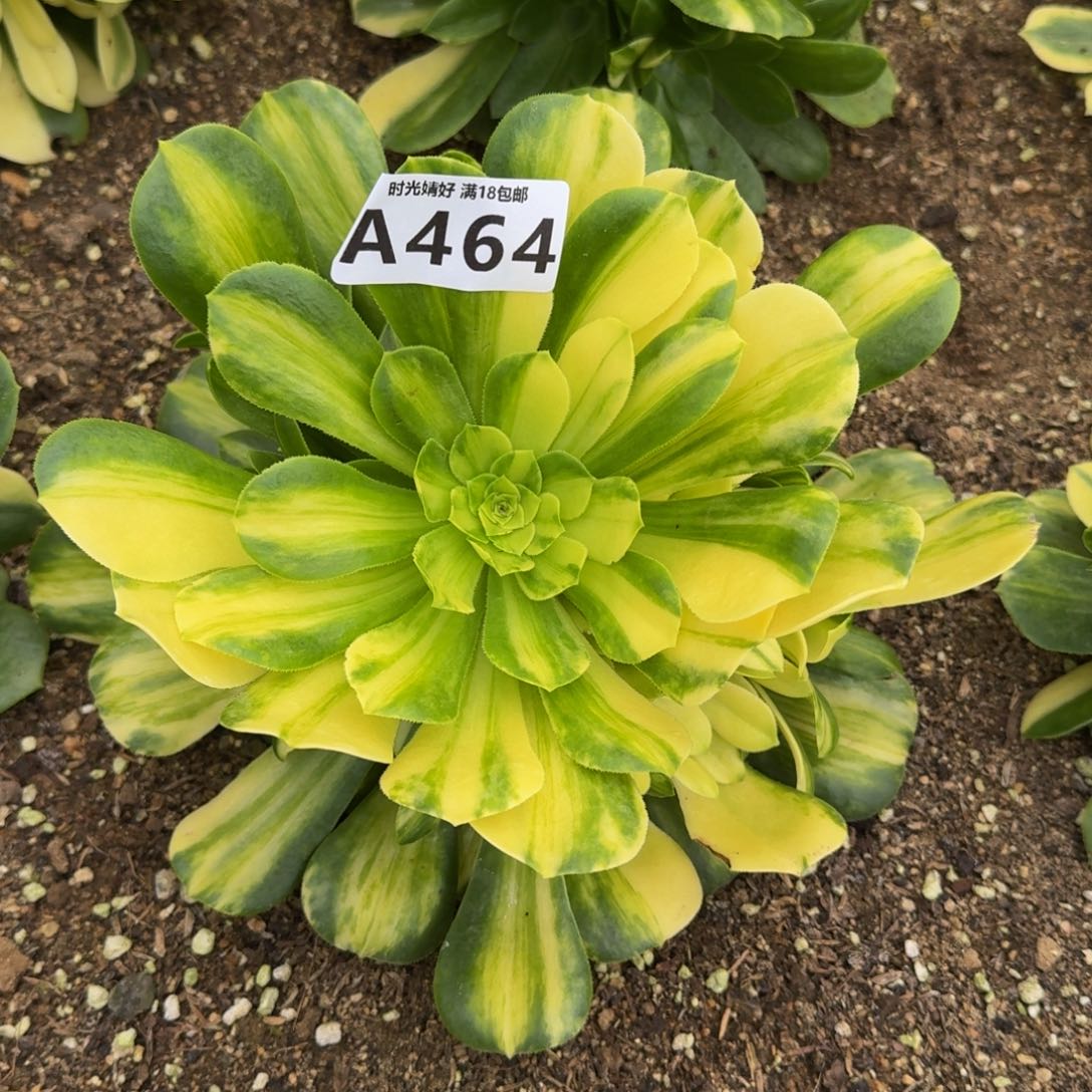 464五彩琉璃多肉植物