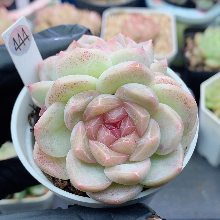 糖心58包邮  群生不包整444