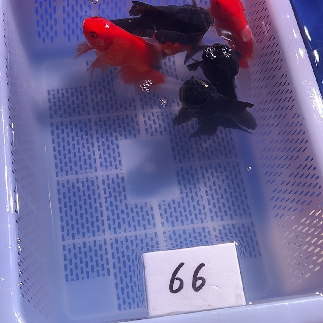 海水鱼好养耐冶金鱼开箱视频售后