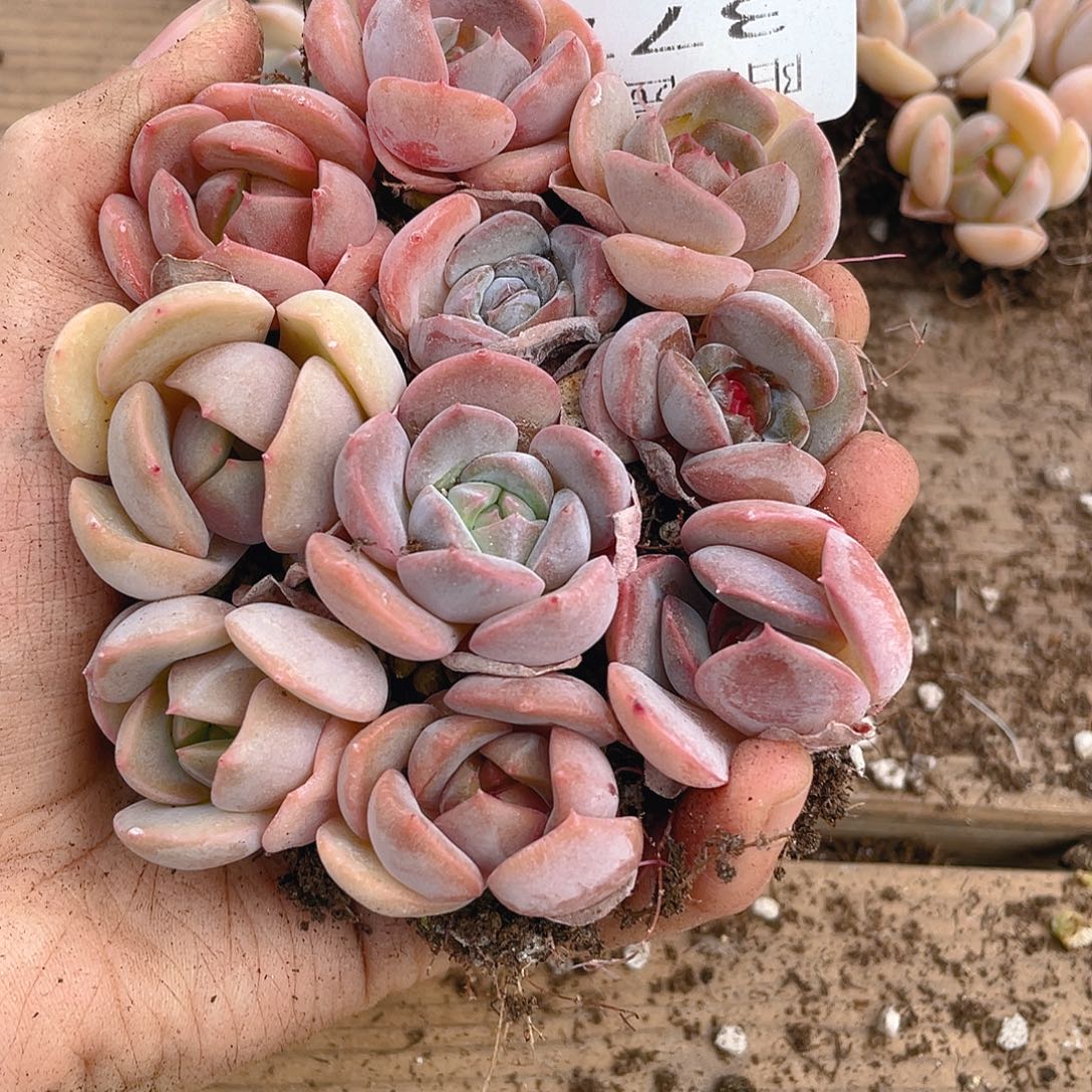 多肉植物多肉植物377