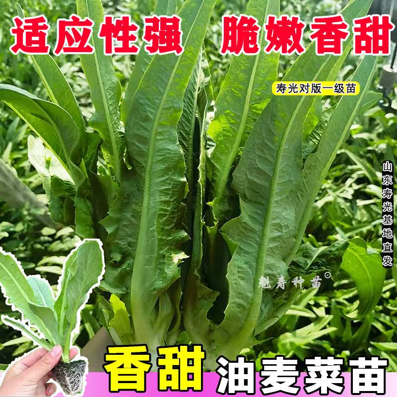 正宗油麦菜苗四季大棵秧苗清香脆甜种籽耐寒耐热大棚菜园盆栽种苗
