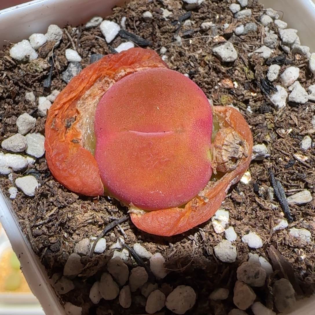 肉锥多肉植物百科-优选水蜜桃母本799