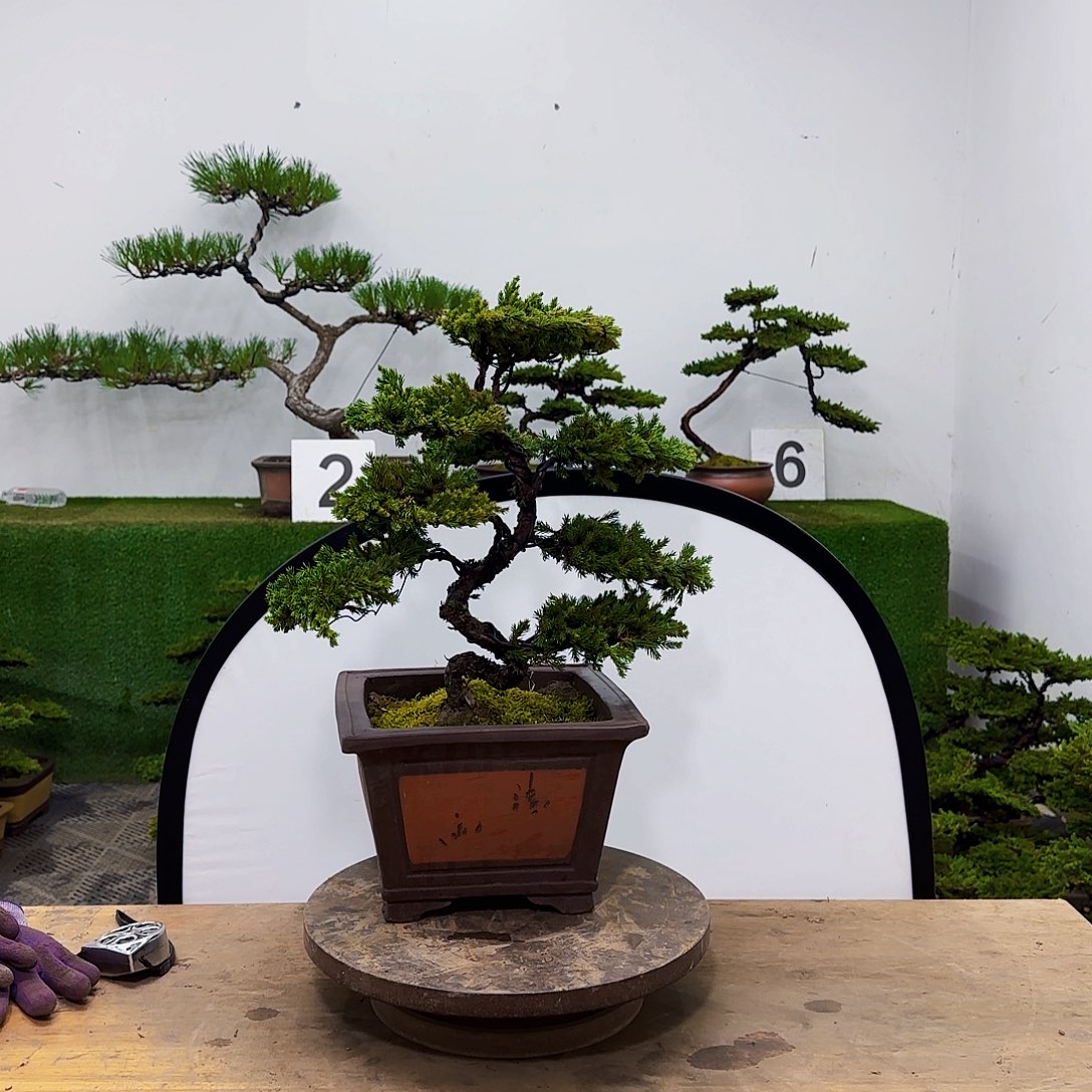 盆景盆景盆景盆景