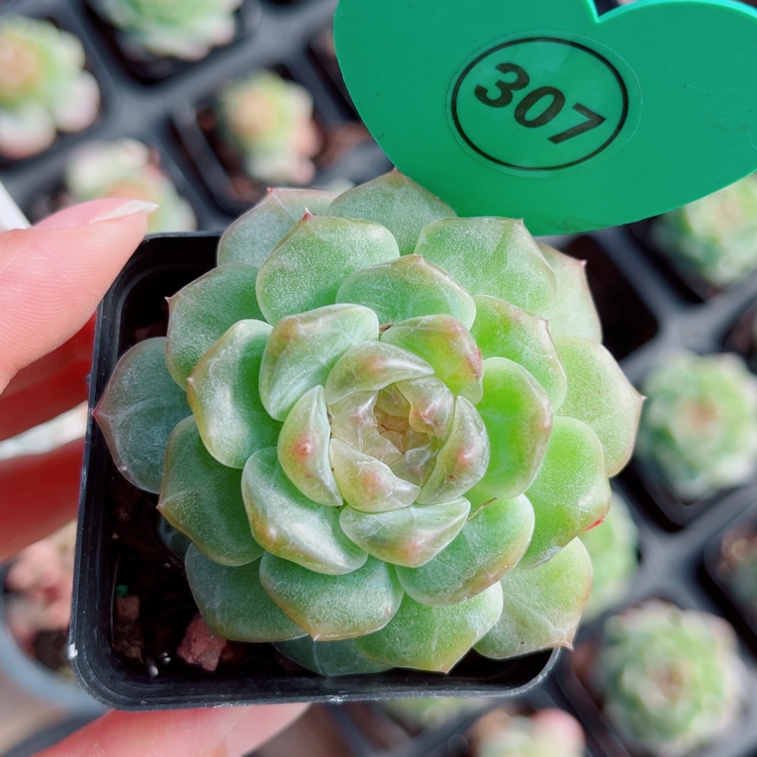 307号新品珍妮单头