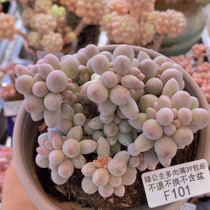 香水手指奶10cm101多肉