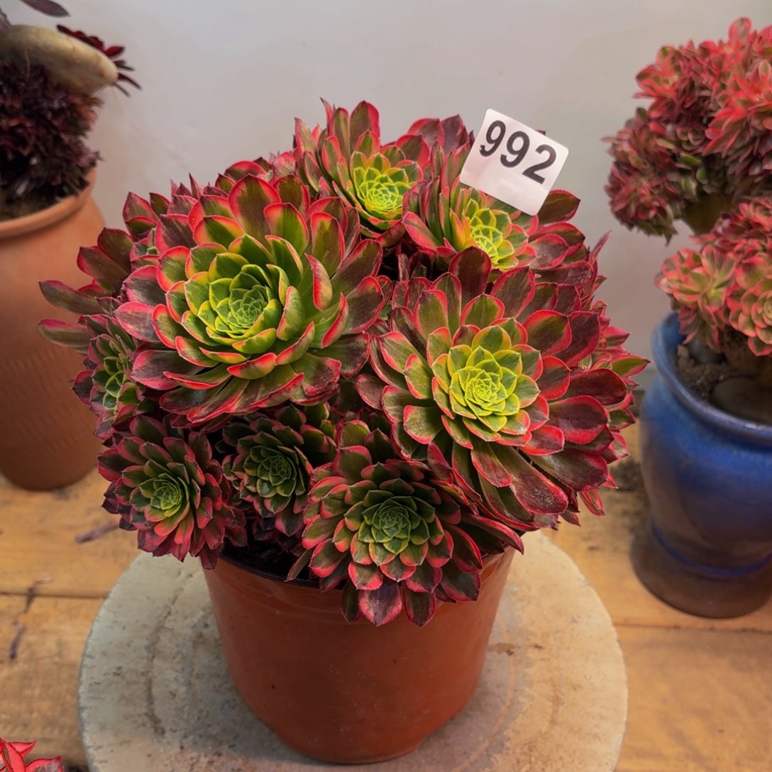 多肉法师朝霞朵朵992