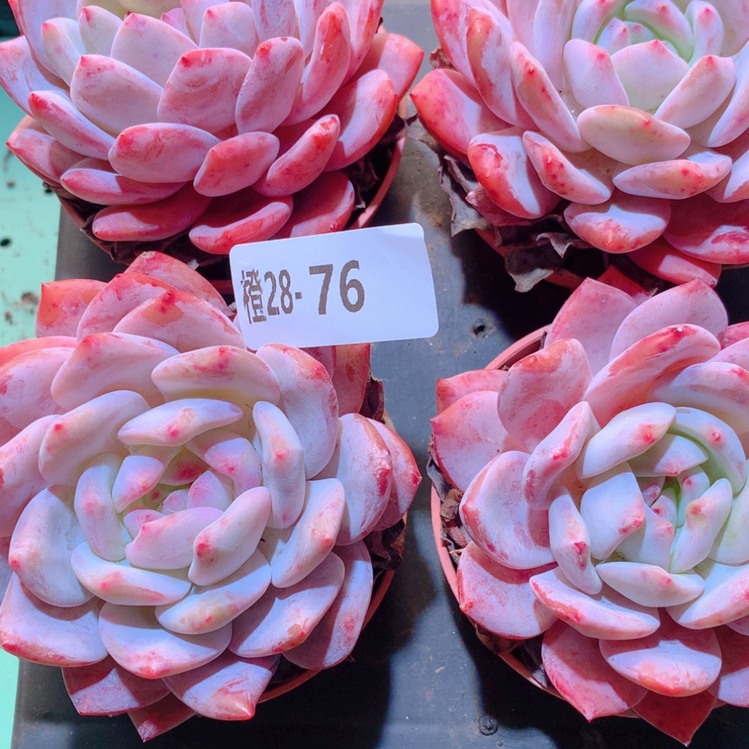 28-76一物一拍多肉带盆4颗