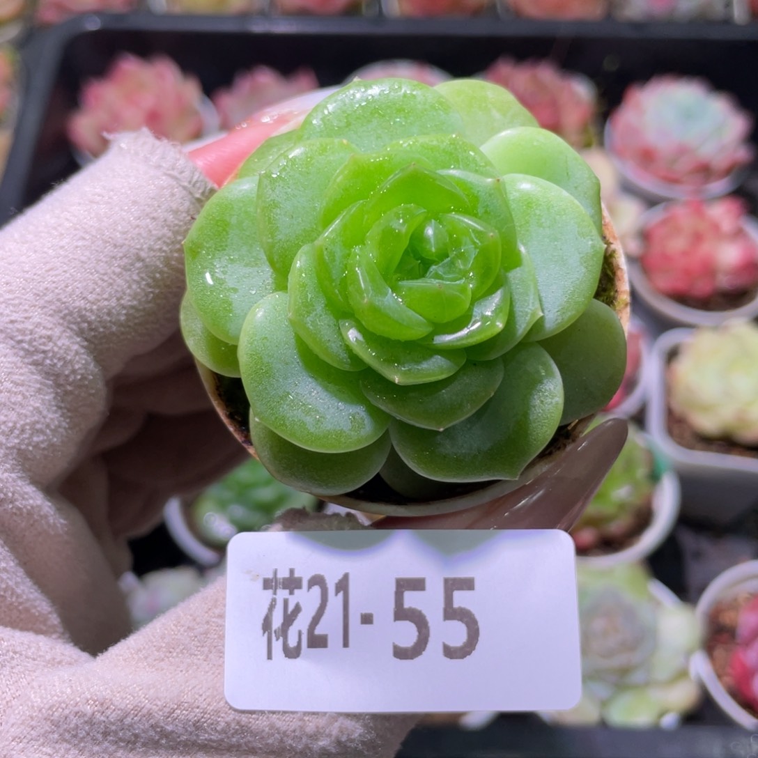 花利美21-55青瓷单头