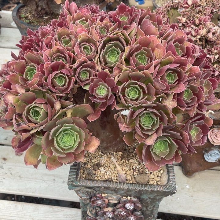 多肉多味又不多菜多香不好吃吃