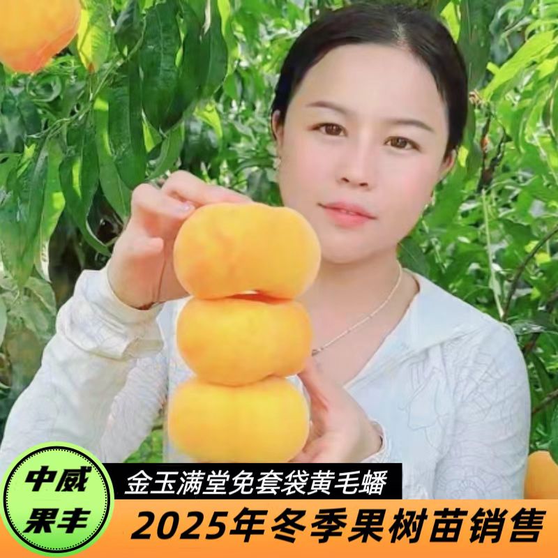 金玉满堂免套袋黄毛蟠7月上旬成熟外观轮廓端正果面颜色金黄丰产