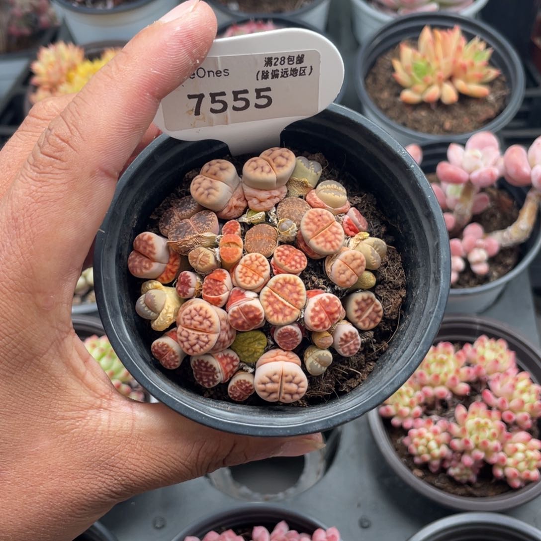 7555生石花6.0厘米