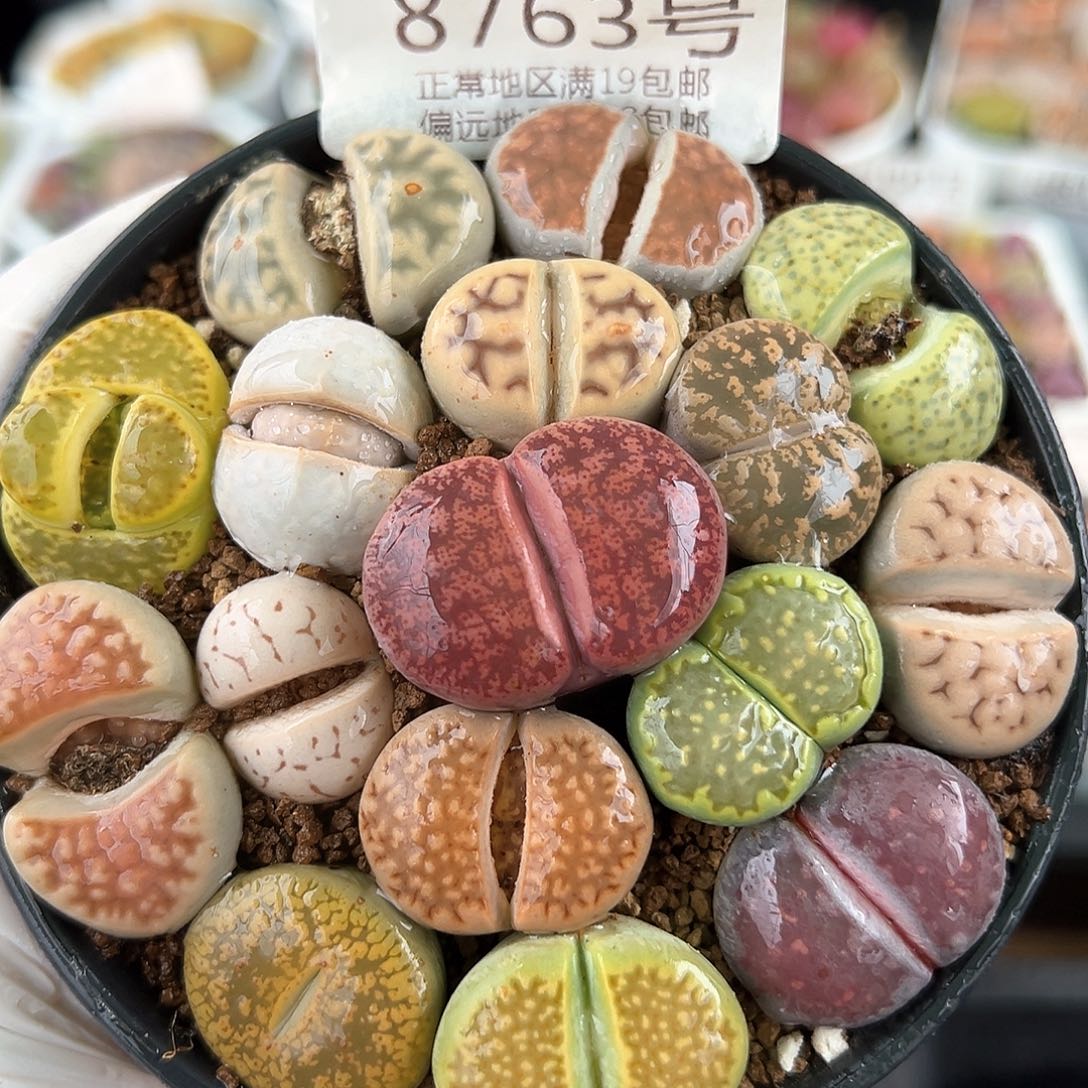 好养易活生石花大母本8763