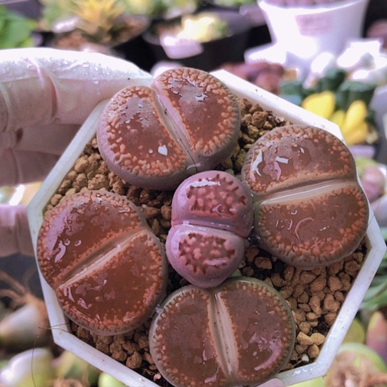 无花朵0773，ko2.7厘米左右