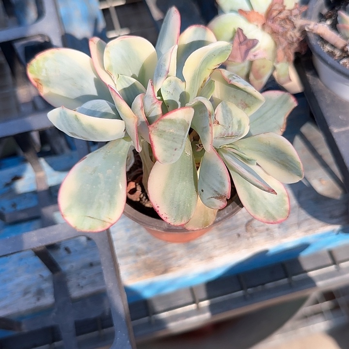青蛙王子儿童牙膏111