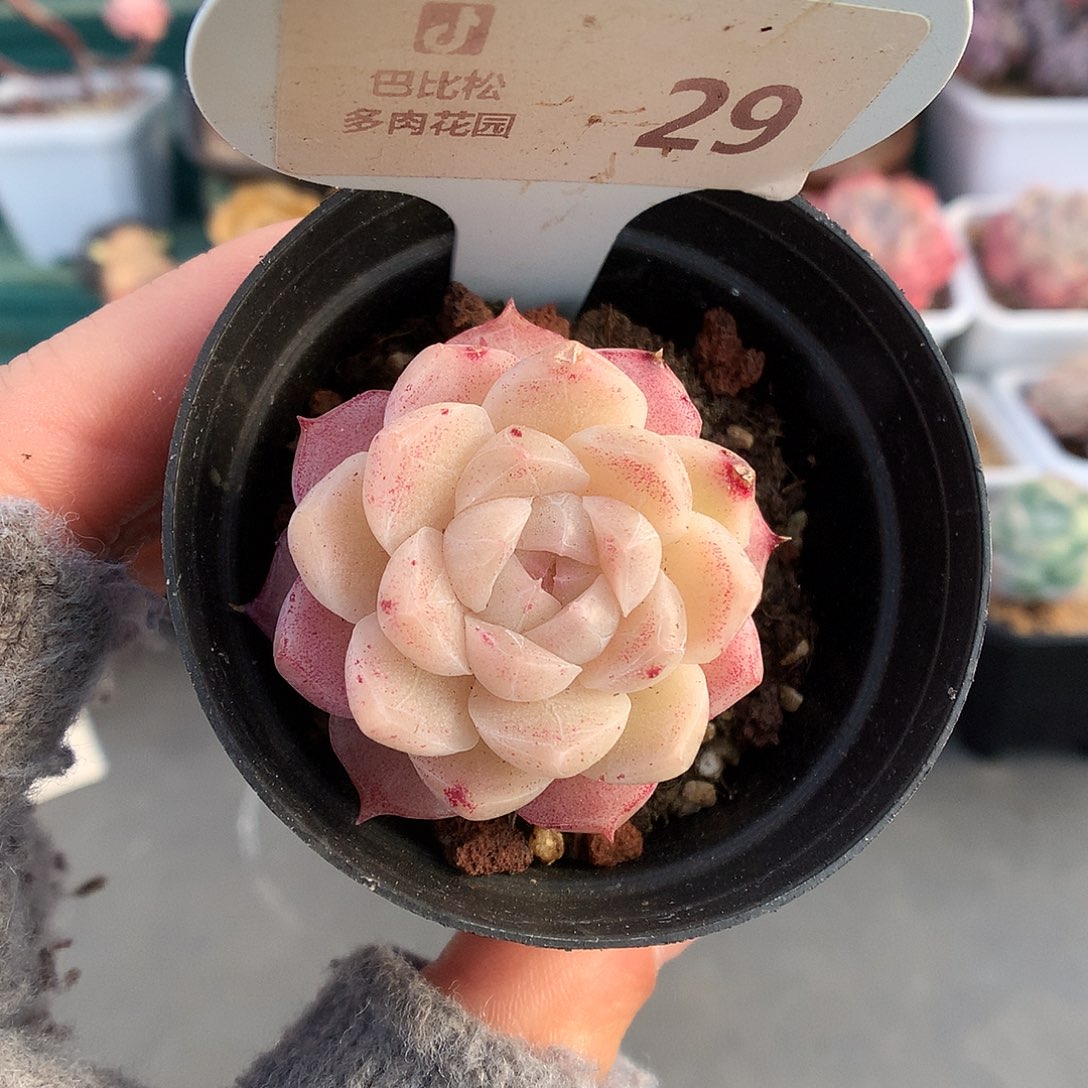 29粉女王多肉植物开播福利