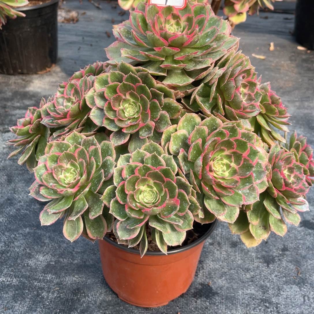 粉花妖老桩手捧福利9