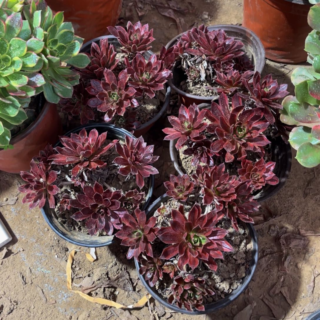 凤凰锦9.9五颗多肉植物