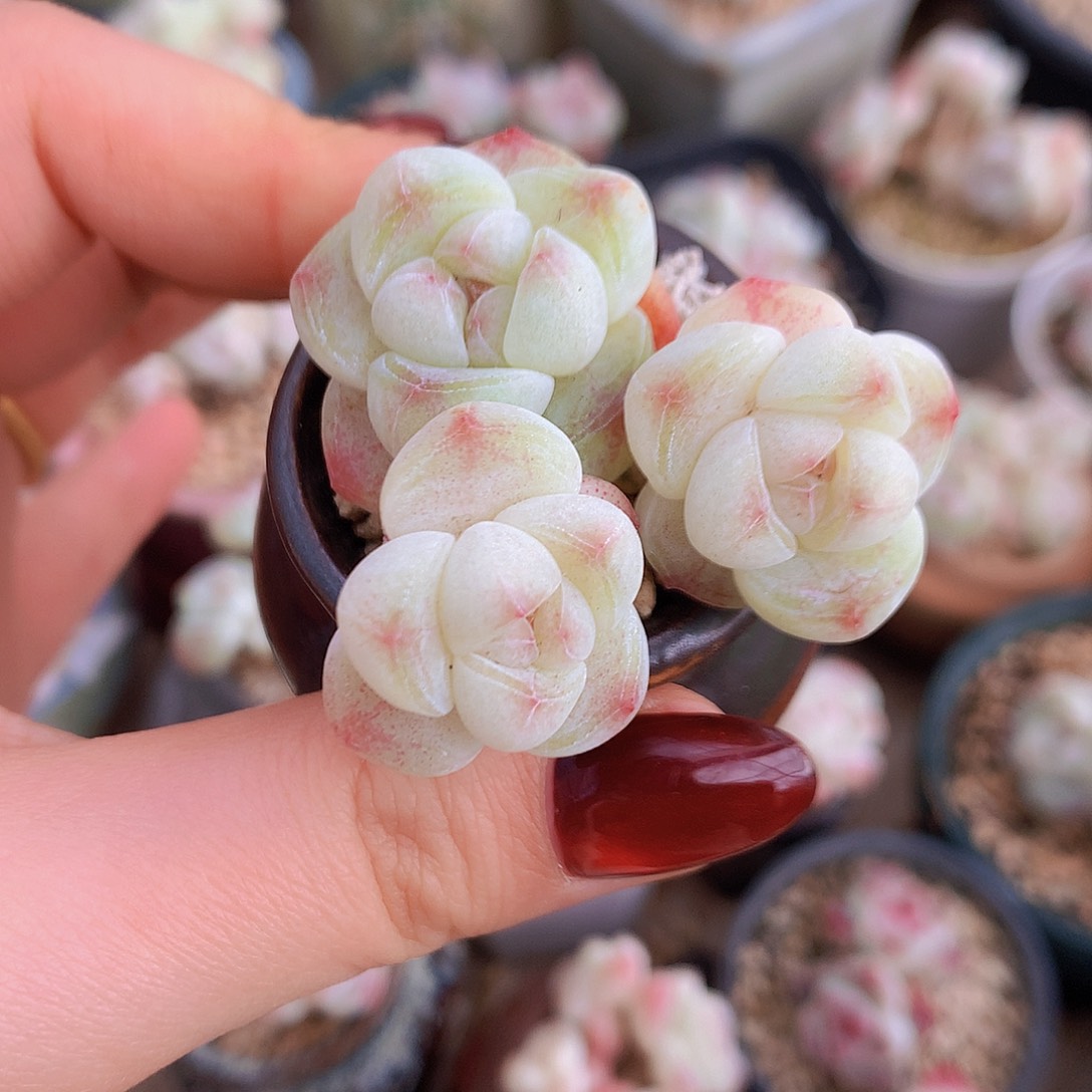 白胖冰玉默认脱土发