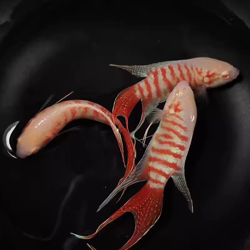 中国斗鱼白兔活体活鱼冷水淡水观赏鱼好 养不打氧小型好养