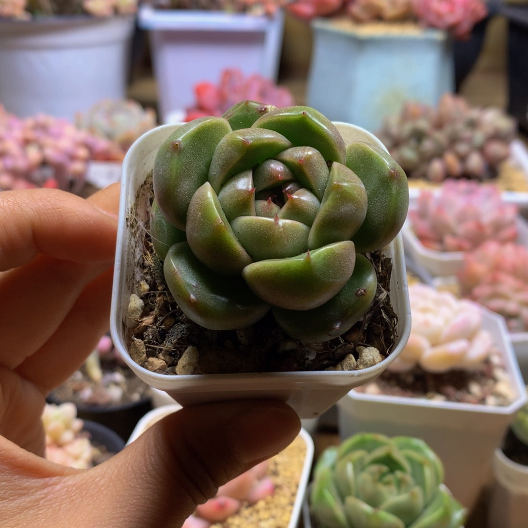 精控秃子珍妮多肉