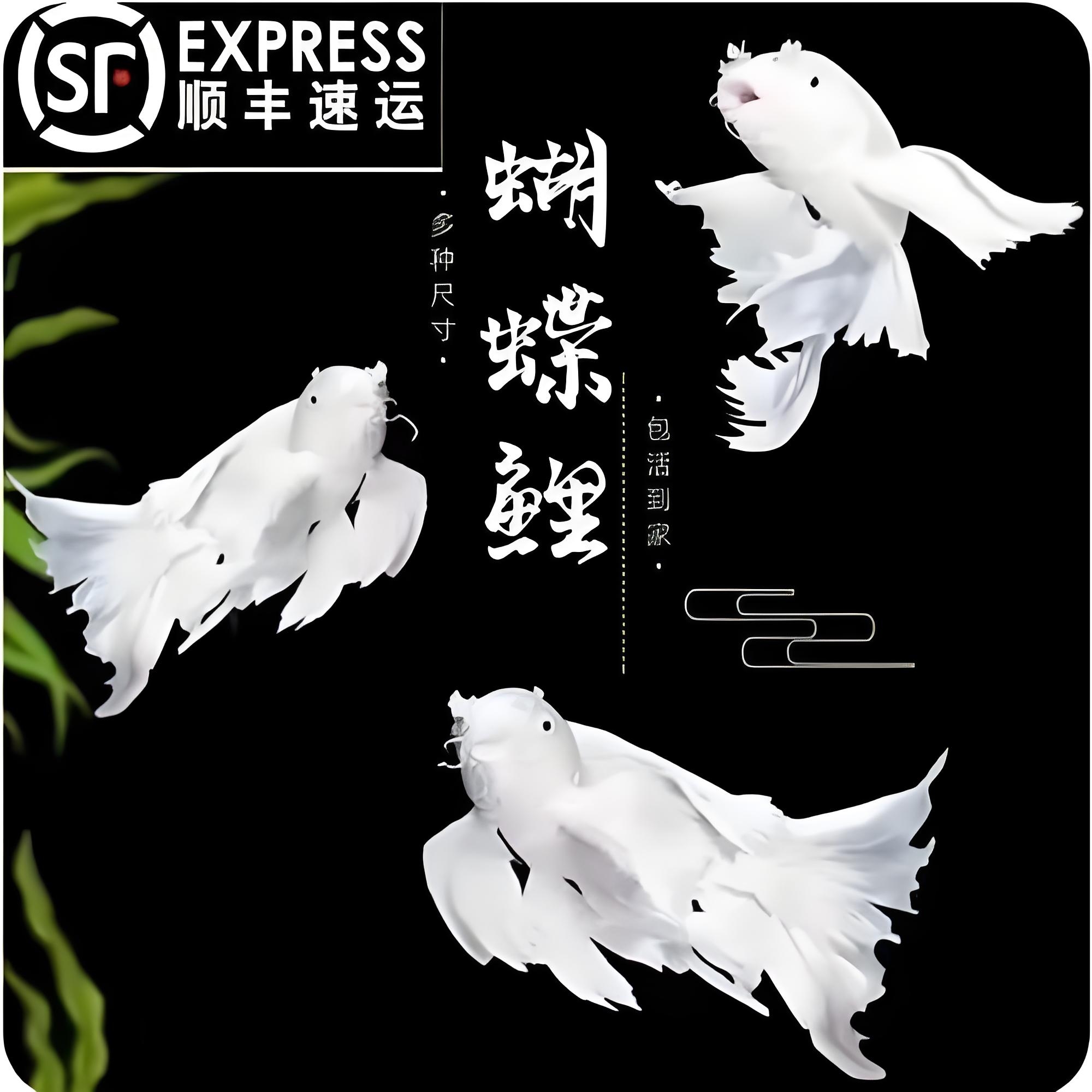 精品白色蝴蝶鲤大鳍大尾冷水好养耐活包邮