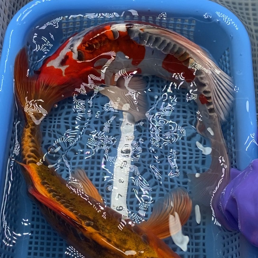 锦鲤冷水锦鲤包邮