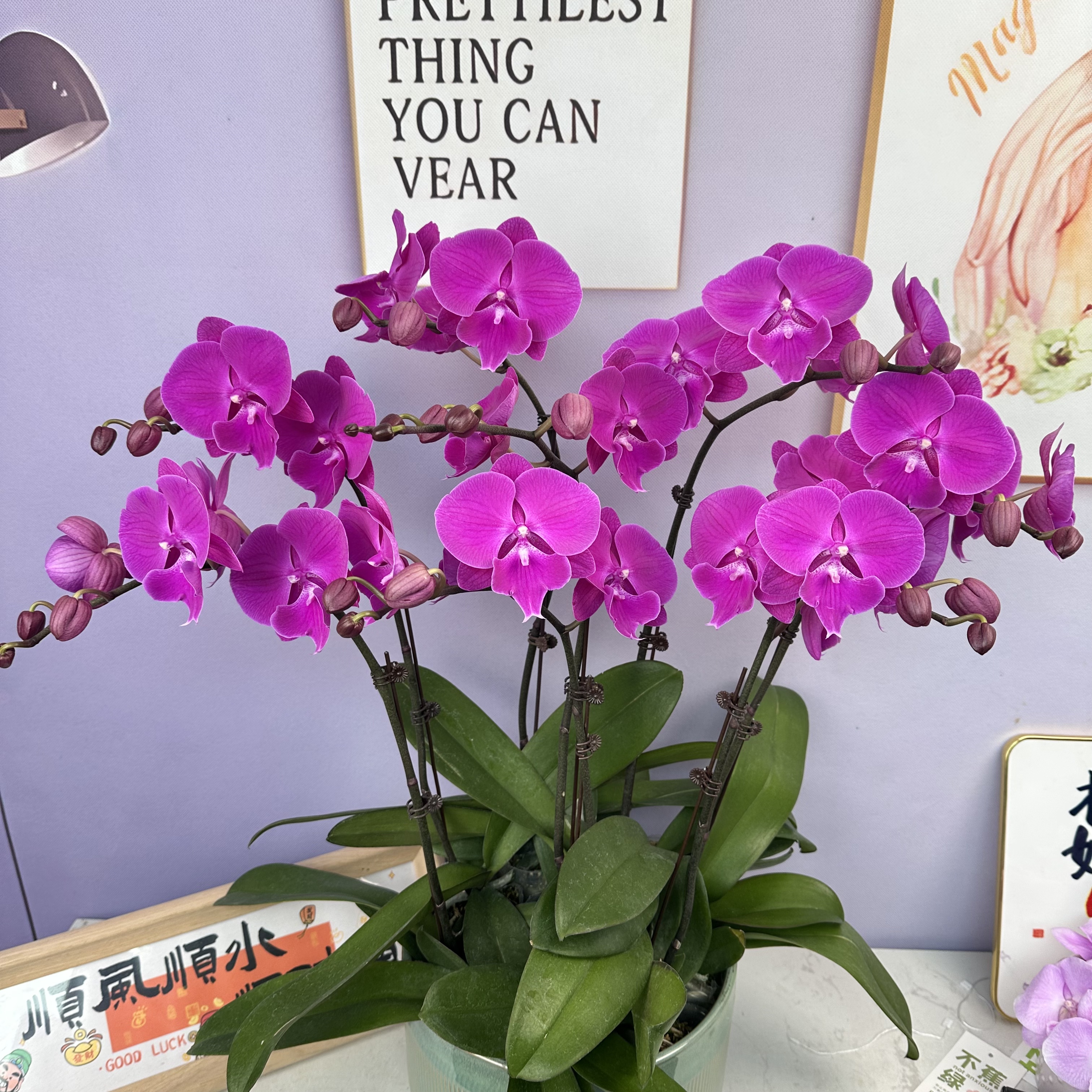 A3【大红豆】中花型带花苞送花盆花期长