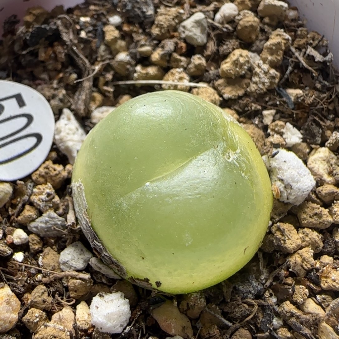 拉登1.7+瑕疵多肉植物500