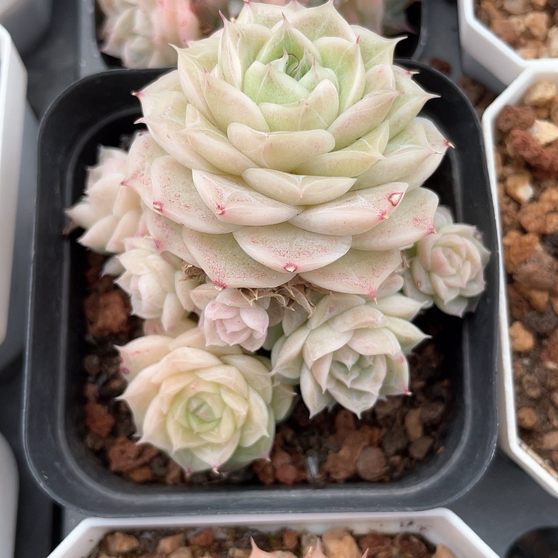 优选62号女王725