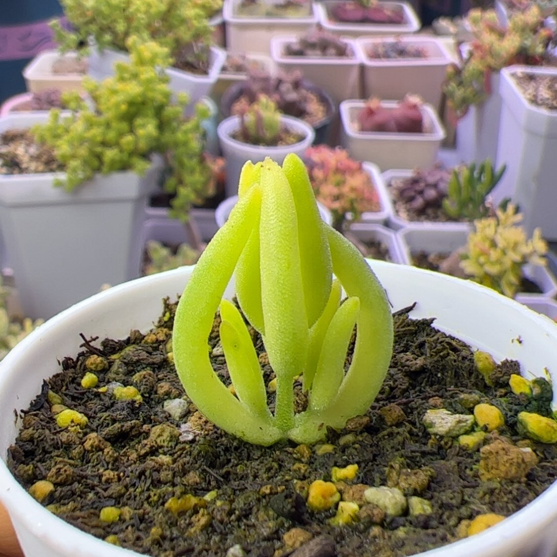 多肉植物枝干香蕉黄锦