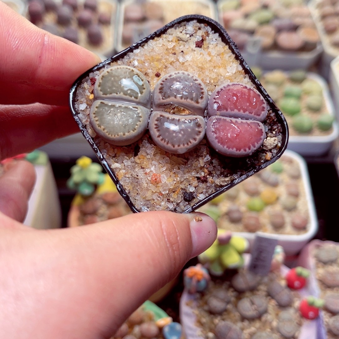 292号带盆盆包邮发货