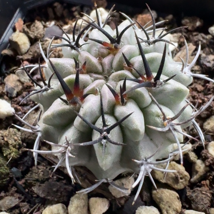 白肌素状元实生仙人球 