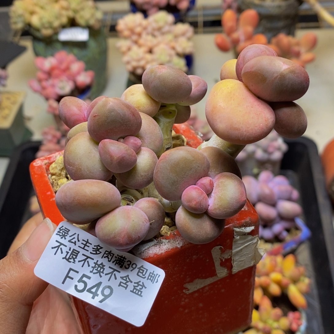 549芒果奶kk奶多肉7c m