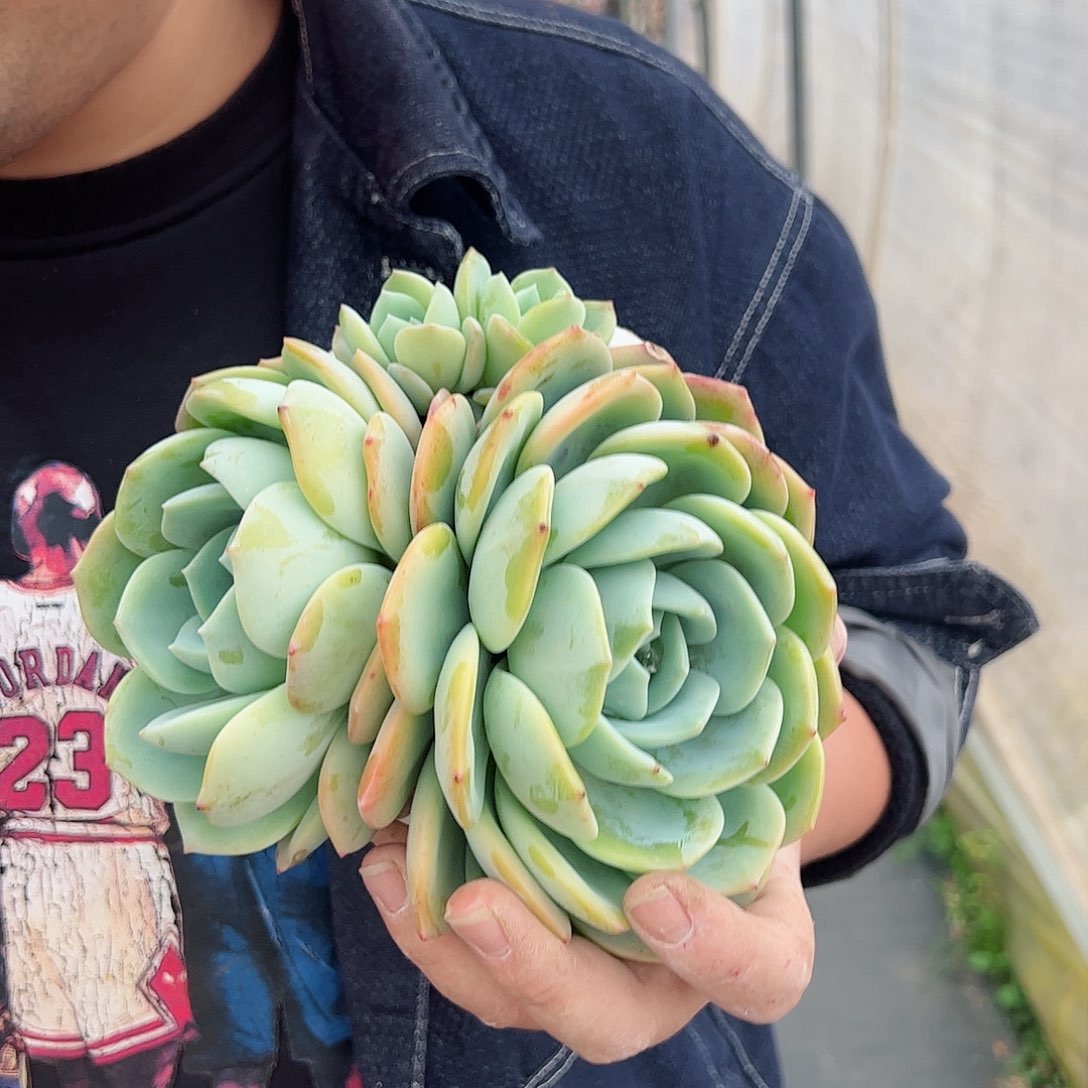 凤橙双头起多肉植物