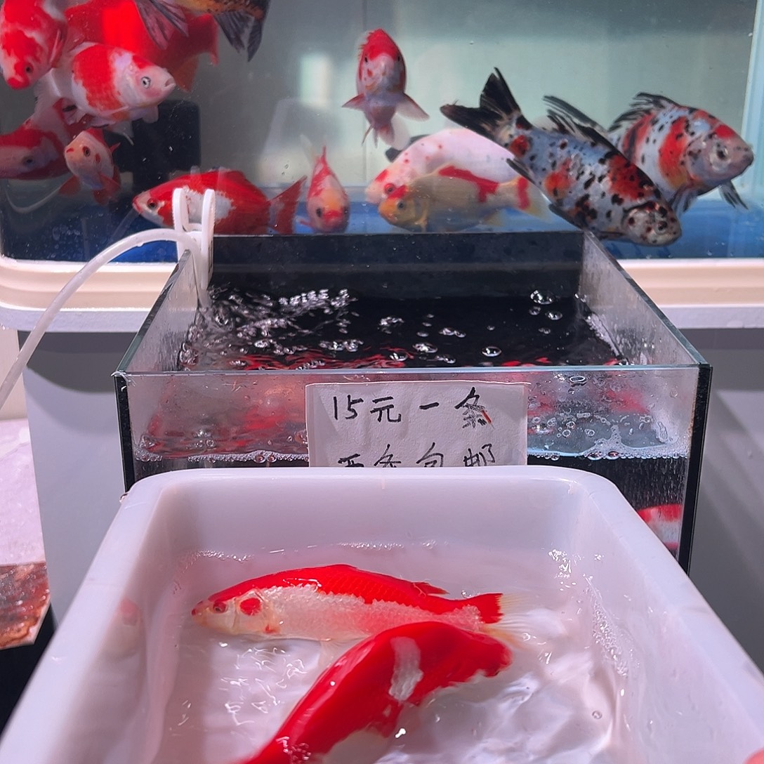 磊***海水观赏鱼福利多多啊