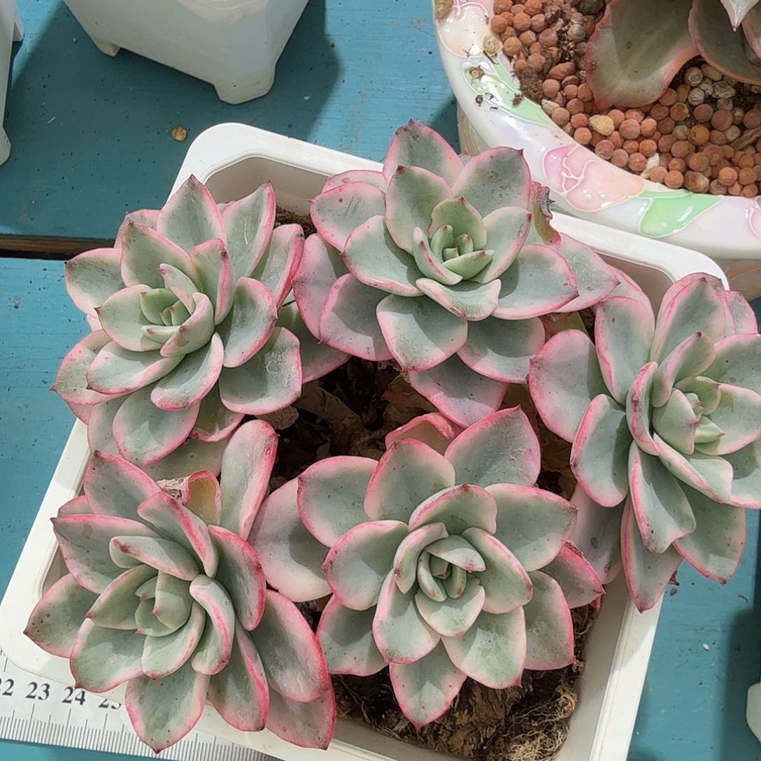 奶油黄桃锦，多肉植物