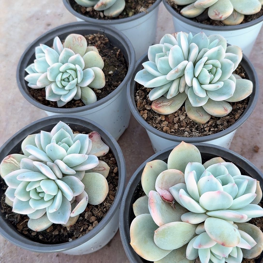 梦露锦底座2个腹轮头