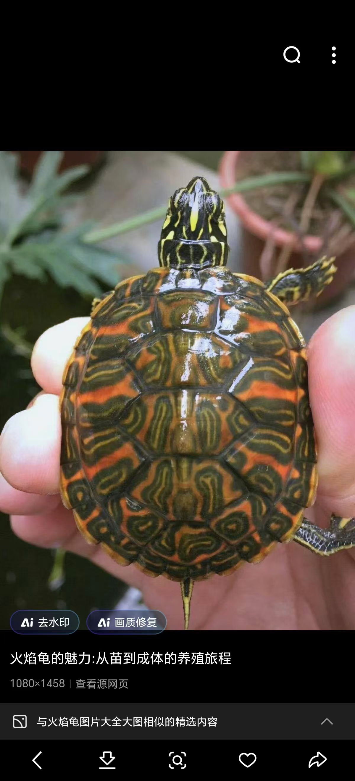 外塘冷水宠物龟批发