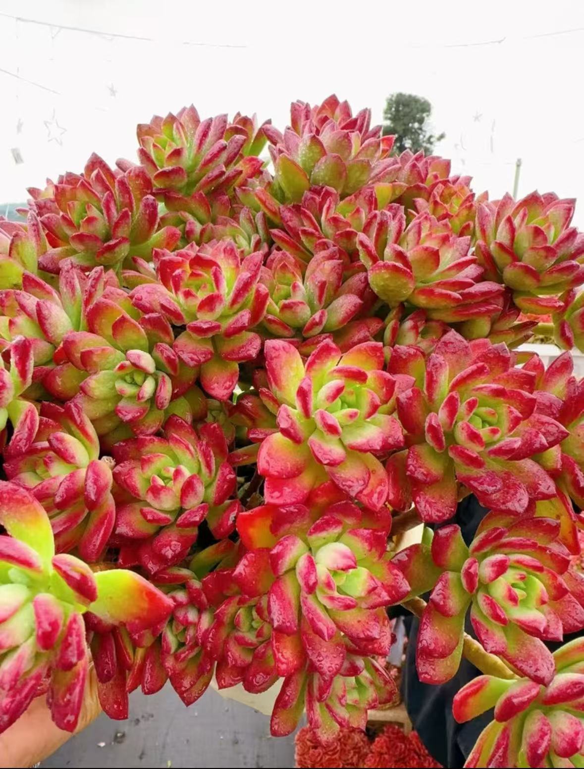 x红稚莲（沙漠玫瑰） 新手好养 带盆带土 云南基地直发