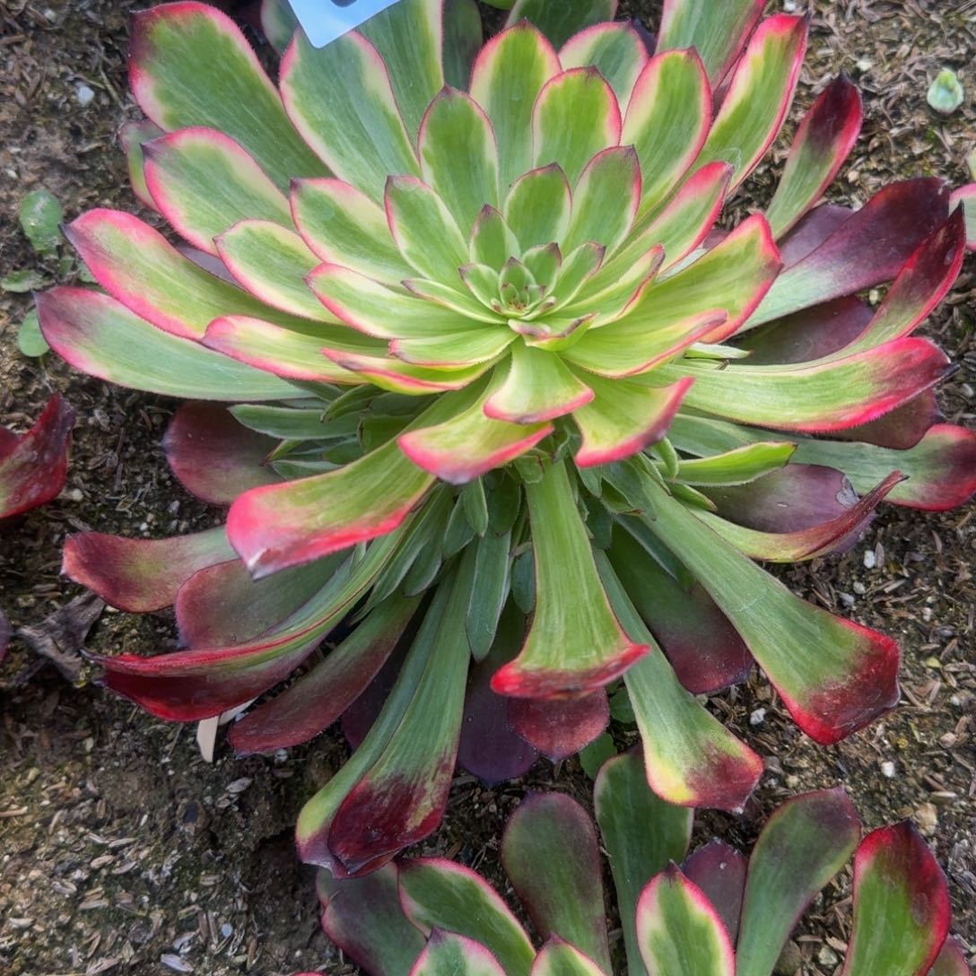 042烟花。多肉植物