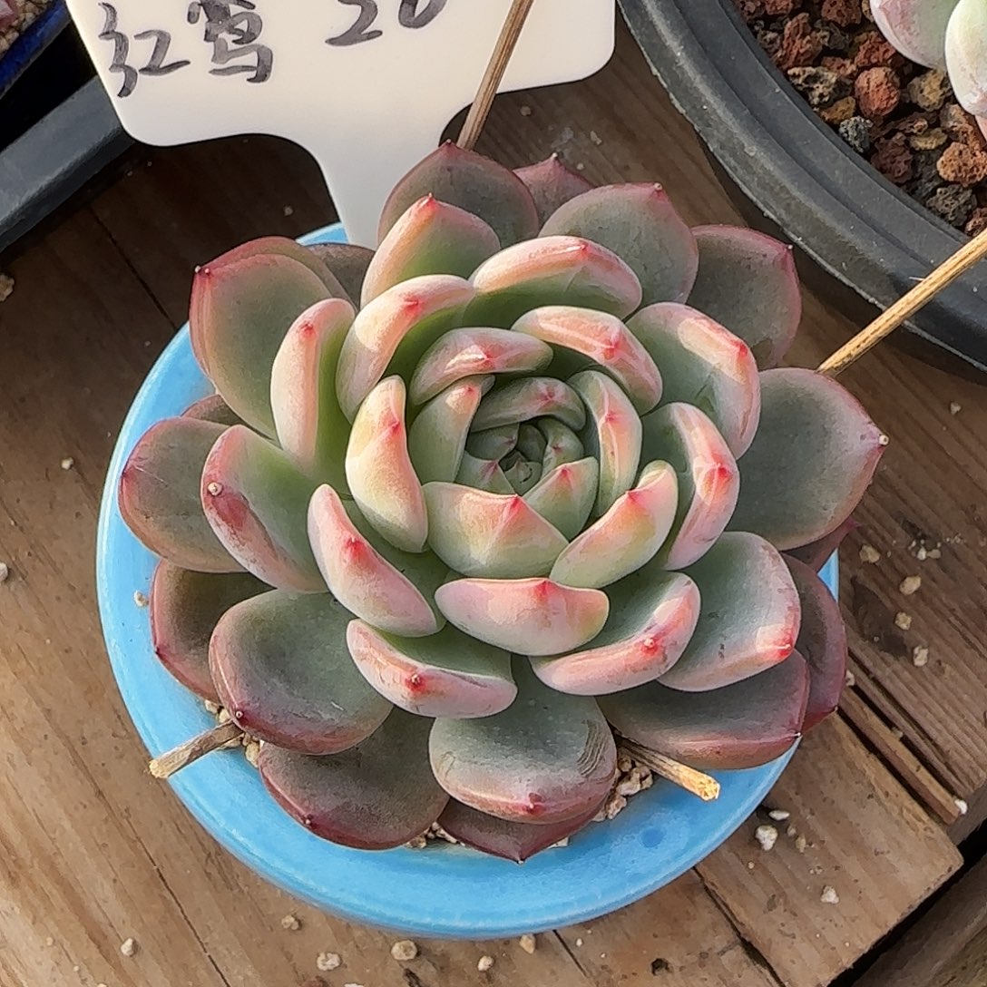 失***X红鸾不带盆土多肉发货