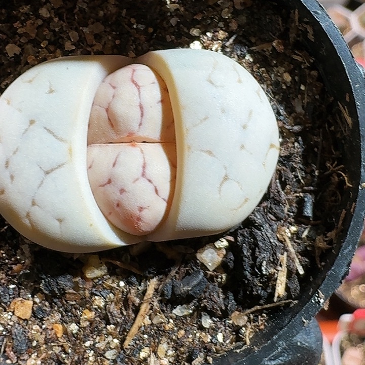 生石花12554。 30