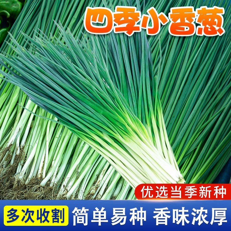 四季小香葱种子易养多次收割庭院阳台室内盆栽特香农家耐寒小葱